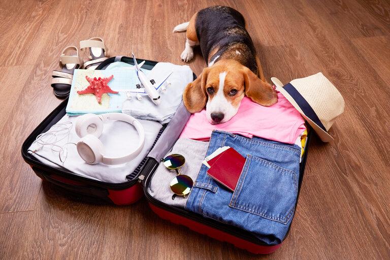 Ein Beagle-Hund liegt auf einem offenen Koffer mit Kleidung und Freizeitartikeln. Sommerreise, Vorbereitung auf die Reise, Packen des Gepäcks.