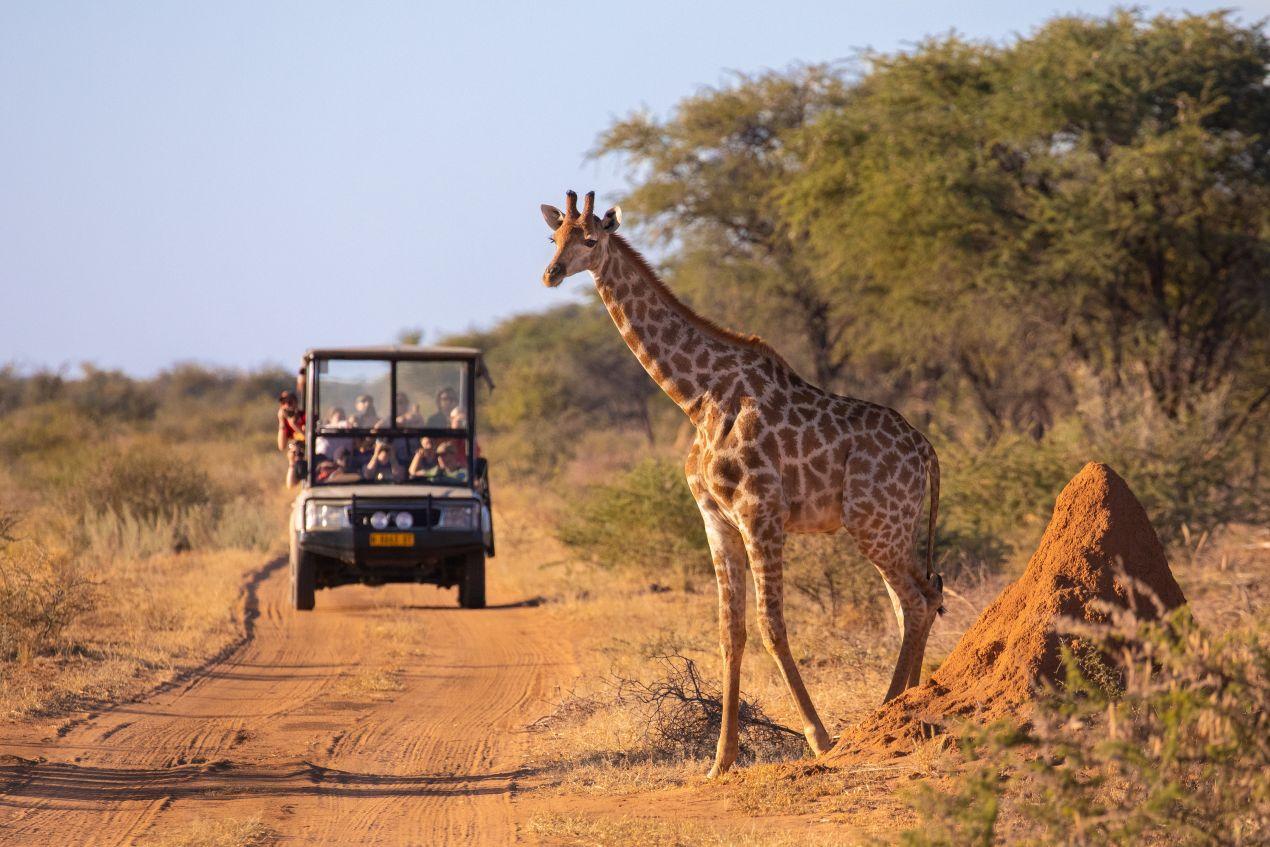 Safari-Jeep begegnet einer Giraffe auf einer staubigen Straße während einer Tansania Safari in der afrikanischen Savanne