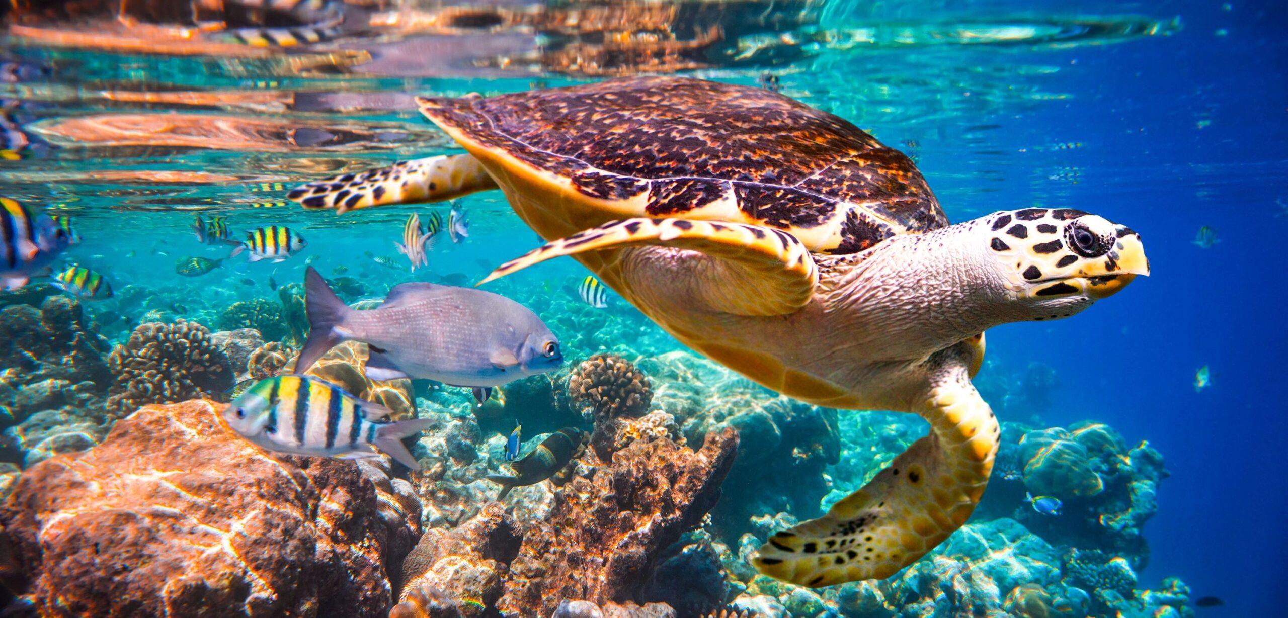 Echte Karettschildkröte - Eretmochelys imbricata